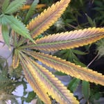 Troy Sharp - @sharp420dude - Instagram