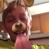 Troy Shoemaker - @swaggerdawg99 - TikTok