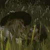 troy - @snelltroy - TikTok