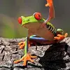 Monkeyboy - @troysonnier5 - TikTok
