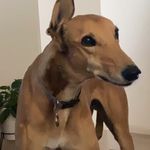 Troy Staley - @troy_thespoiltgreyhound - Instagram