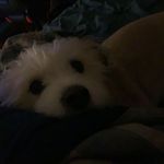 Troy Teague - @sif.the.doggo - Instagram