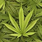 Stoner troy - @stoner_troy_ - Instagram