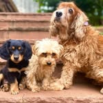 Martina, Troy y Travis - @tina_troy_travis_themacanadogs - Instagram