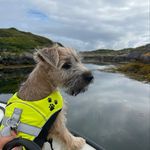 Troy - @troy_the_wheaten_terrier - Instagram