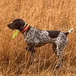 Troy Winland - @yankeebranchkennel - Instagram