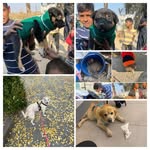 TroyWinterSummerSebastianFurclub - @troywintersummerfurclub - Instagram