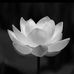 Truc Vu - Facebook