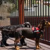 H & H Red Cañon Canines - @trudiroseh - TikTok