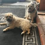 Trudy Barton - @trudy.barton - Instagram