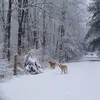 trudybateman5 - @trudybateman5 - TikTok