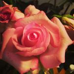 Trudy Bowers - @trudybowers79 - Instagram