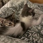 Trudy Frederick - @kittensshlomosabina - Instagram