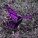 Trudi Freeman - Facebook