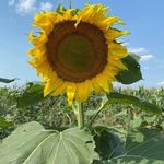 Trudy Howell - @trudy.howell.568 - Instagram
