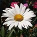 Trudy M. Johnson Howe - Facebook