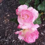 Trudy Kerner - @trudy.kerner.90 - Instagram