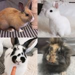 Anton🦁 Trudy🐭 Lilly🐼 Arnold🦊 - @thehappybunnyfamily - Instagram