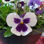 Trudy Lilly - @lillytrudy - Instagram