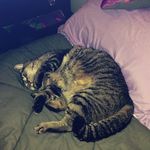 Trudy, Lilly And Potato - @trudy.lily.potato - Instagram