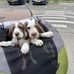Trudy Meijer - Facebook