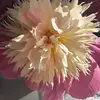 trudymiller359 - @trudymiller359 - TikTok