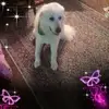 trudyrobinson13 - @trudyrobinson13 - TikTok