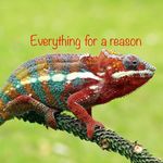 trudyrusso - @chameleoncrafts2020 - Instagram