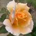 Trudy Ryan - Facebook