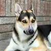 heloise_arabele - @trudi_cherin8 - TikTok