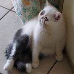Trudy - @trudy.exotic.shorthair.2020 - Instagram