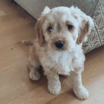 Trudy Waldron - @ourapricotboy - Instagram