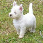 Trudy Wells-Randell - @twellsrandell - Instagram