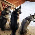 @trudy_and_wolf_pack - Instagram