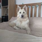 Trudy the white Wolf 🐾 - @trudythewhitewolf - Instagram