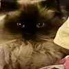 truesupremeallahdevine - @truesupremeallahdevine - TikTok