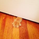 Orangecatsarethebestcats - @truman_and_wilson - Instagram