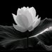Trung Luc - Facebook