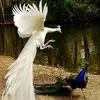 trung pham - @trung.pham7497 - TikTok