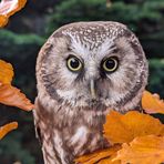 Trystan Williams - Facebook