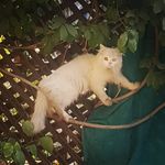 𝓣𝓾𝓪𝓱𝓪 𝓚𝓱𝓪𝓷 - @tuahakhan1 - Instagram