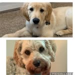 Bowie+tucker!!🐶💙 - @bestbros_tucker_bowie - Instagram
