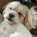 tuck - @tuckerbestboy - Instagram