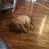 tucker ❤️ - @tucker_best_dog_ever - TikTok