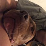 @tucker_best_dog - Instagram