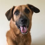 Tucker Dog - @tuckerbestdog - Instagram