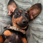 Tucker/bestboy - @tucker1hotdog - Instagram