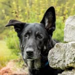 Wayne Robicheau - @tuckerbestdogever - Instagram