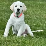 @hank_tucker_and_friends - Instagram