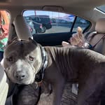 Tucker & Friends - @tuckerrrrrr_and_friends_ - Instagram